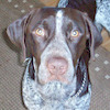 pugs241 avatar