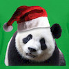 Panda-Bear avatar