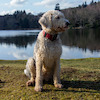 willholloway avatar