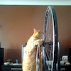stymiecat avatar