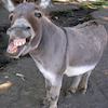 beeriggs avatar