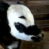 boogaloo77 avatar