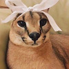 trontondeel avatar