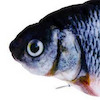 GoldenShiner avatar
