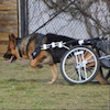 Wheelchoor avatar