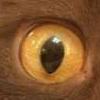 sniper-eyes avatar