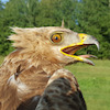 simplybirdy