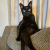 Dodger805 avatar