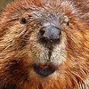 Bad-Ass-Beaver avatar