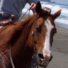 warhorse avatar