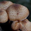 mushrooms avatar