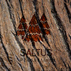 SaltusProductions avatar