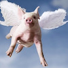 pigswithwings avatar