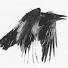 corvus1 avatar