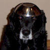 rupertdog avatar