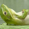 therealpeacefrog avatar
