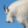 old-goat avatar