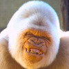 dieselmika avatar