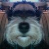 soggydog avatar