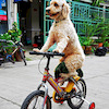 Pinkbike profile picture for @rickshaw