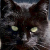 blackandyblack avatar