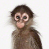 monkeybizz avatar