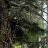 Pinkbike profile picture for @Yaseen