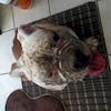 Bulldogg3 avatar