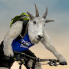 getthegoat avatar