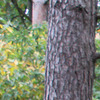 Pinkbike profile picture for @Yuvaraj